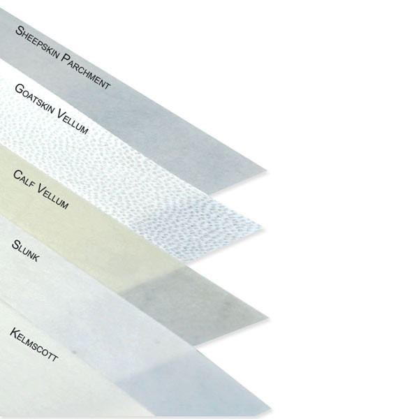 Calf Vellum Parchment and Vellum Drawing & Calligraphy